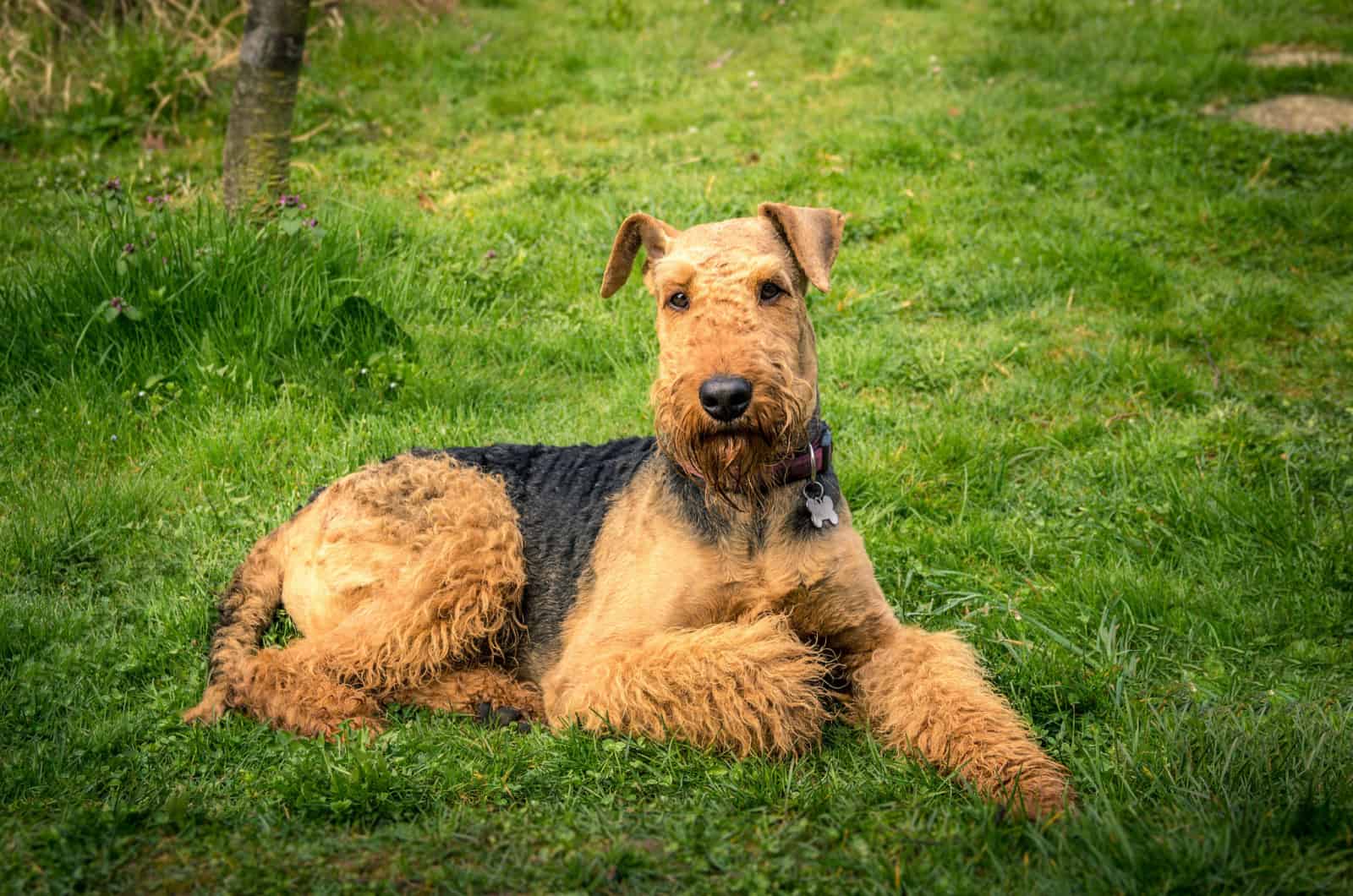 Airedale Terrier descansando