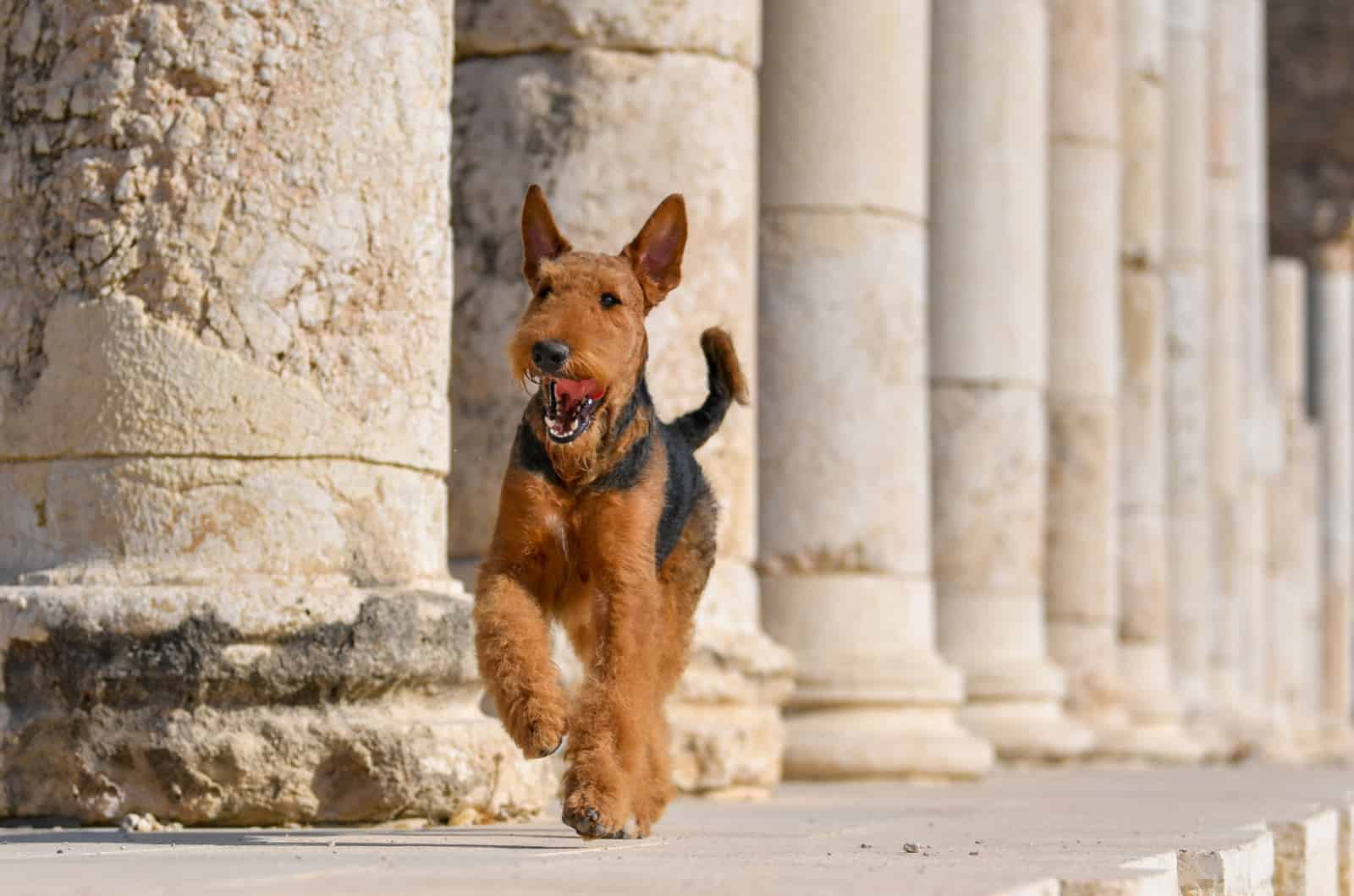 Airedale Terrier corriendo
