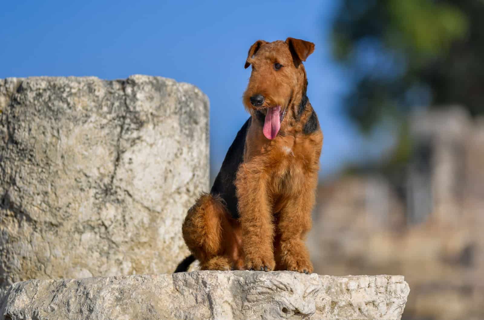 Airedale Terrier sentado en una roca