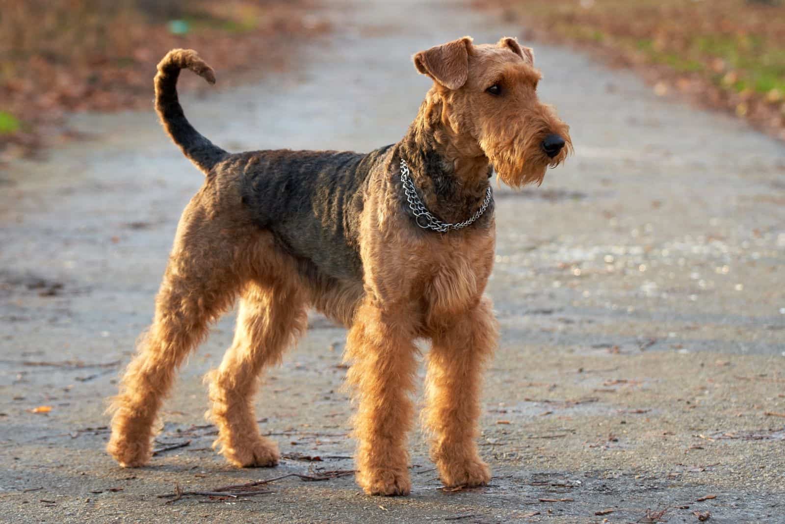Airedale Terrier de pie en el parque