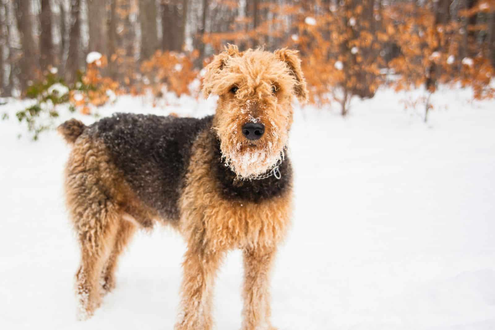 Airedales de pie sobre la nieve