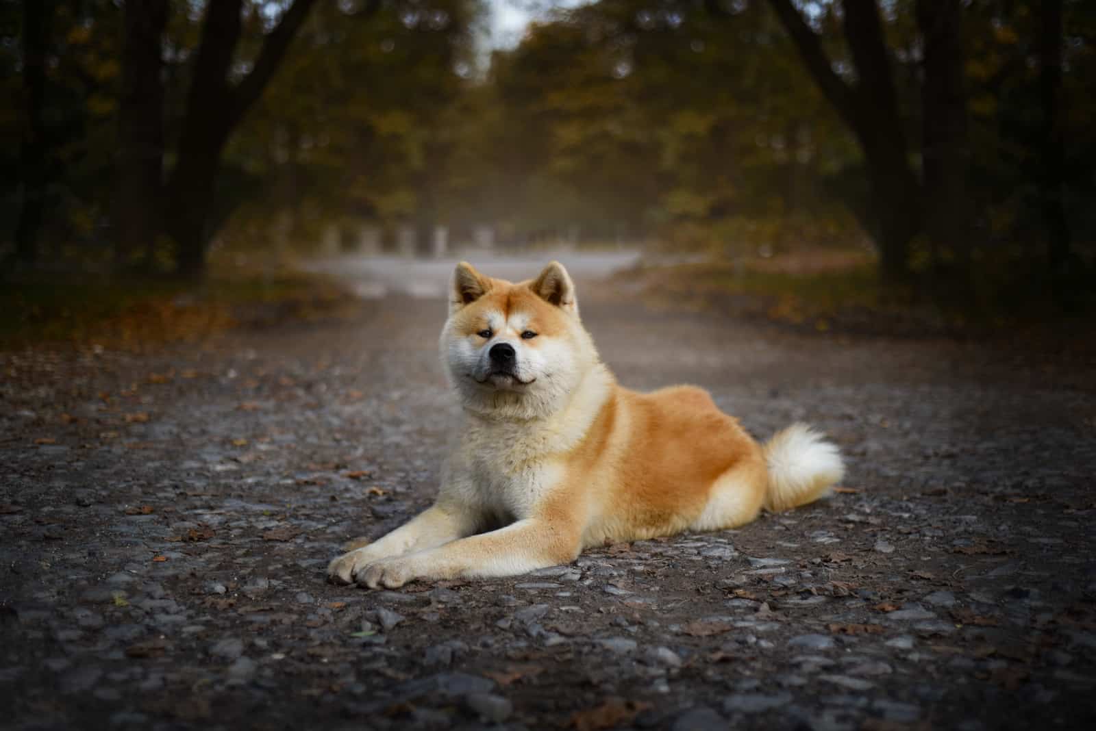 Perro Akita Inu acostado en el suelo