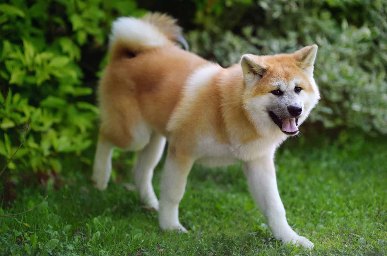 Akita Inu sobre un fondo de hierba verde