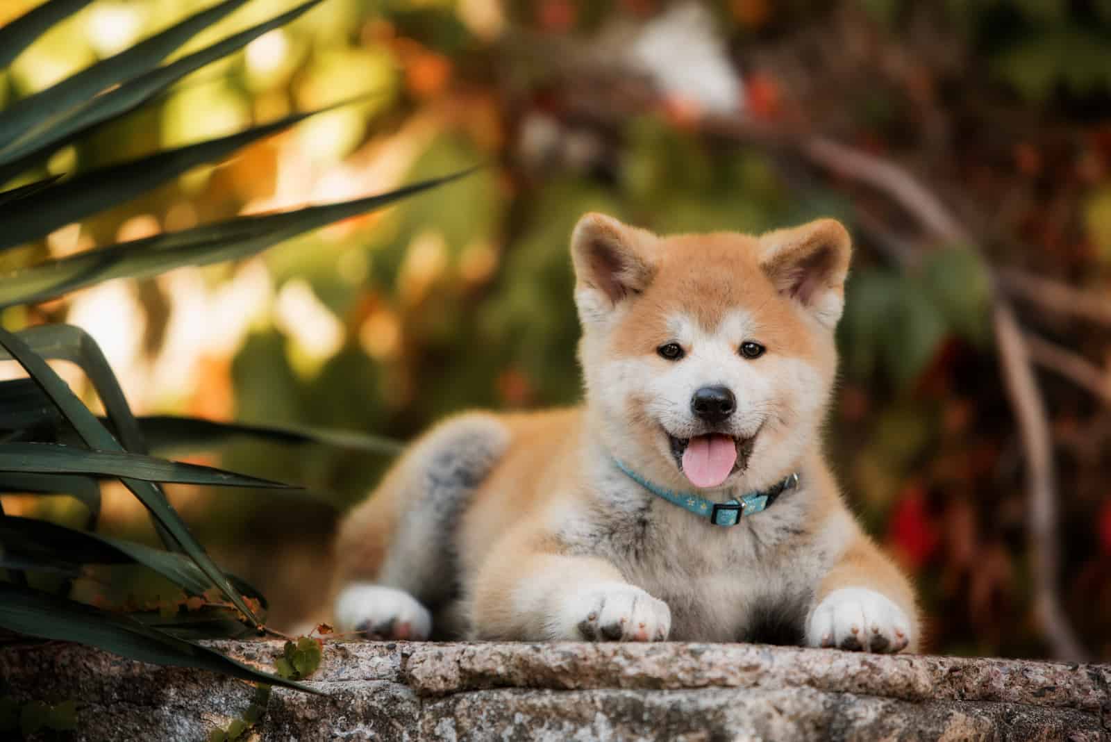 Cachorro Akita Inu acostado al aire libre