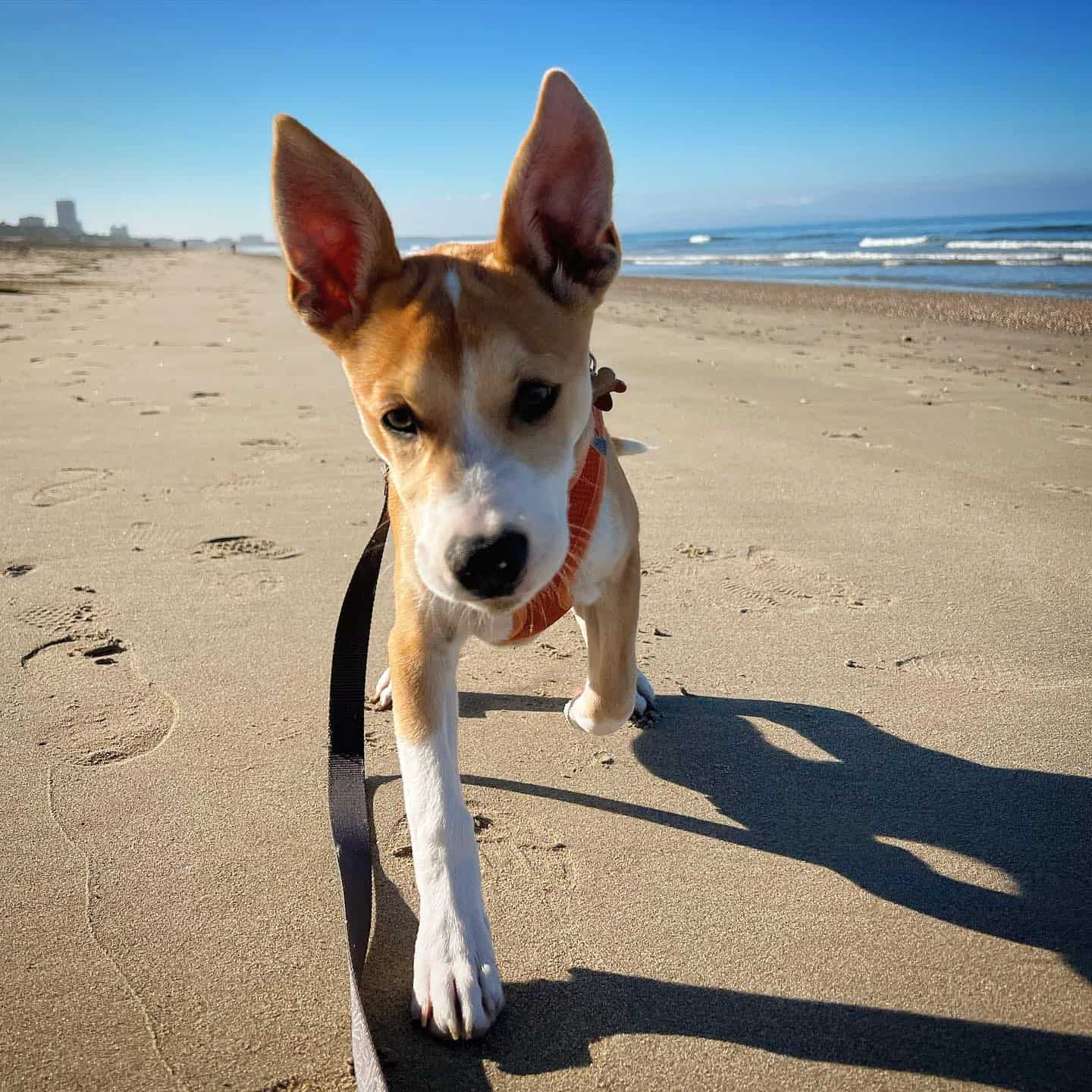 Akita Pit en la playa