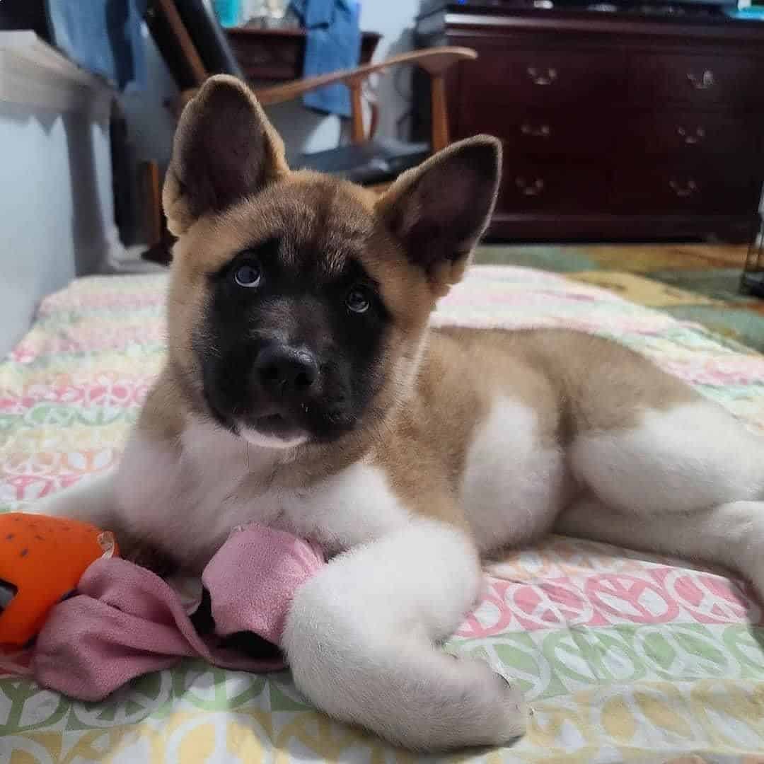 Cachorro Akita Shepherd acostado en la cama