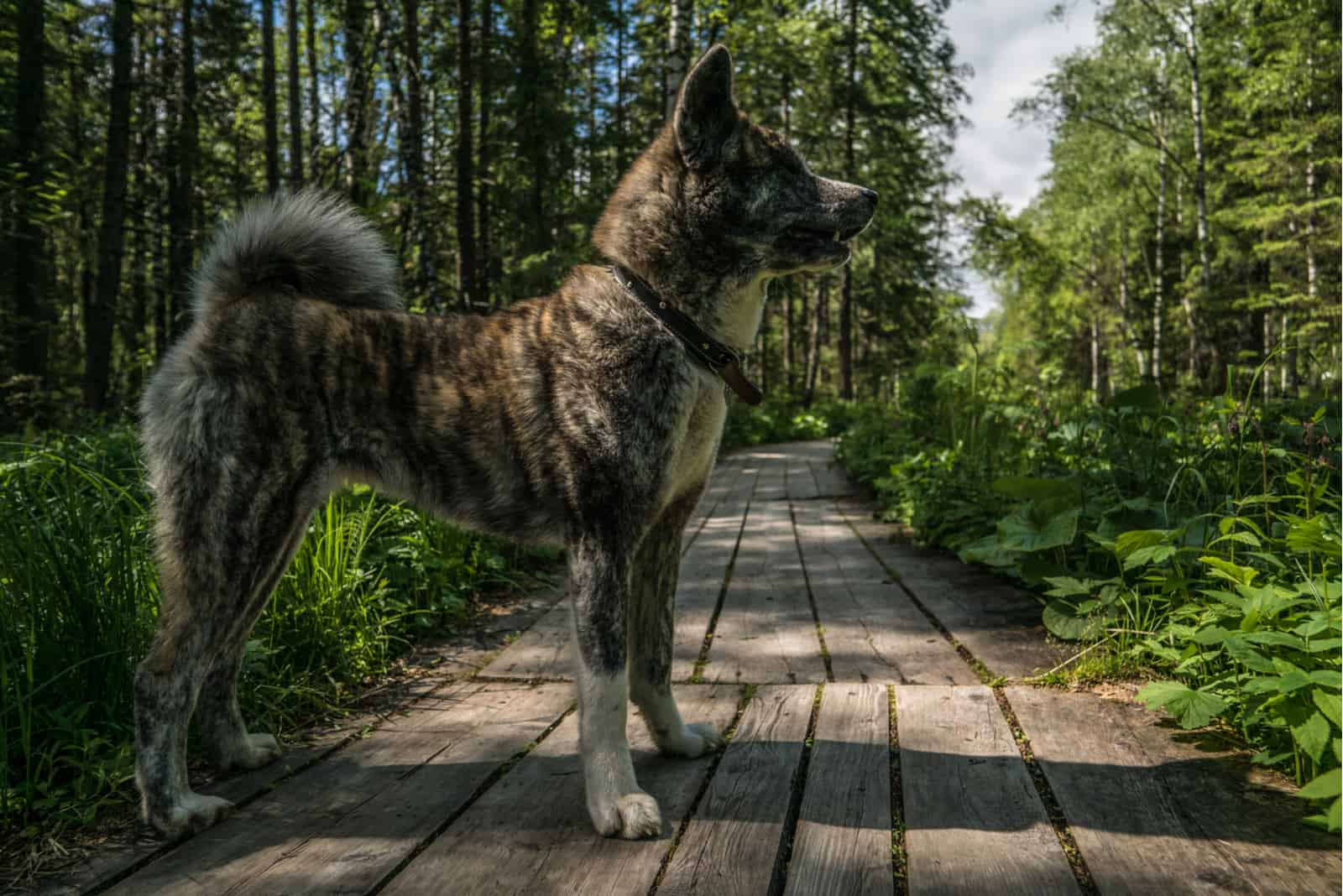Akita inu atigrado en el entorno natural