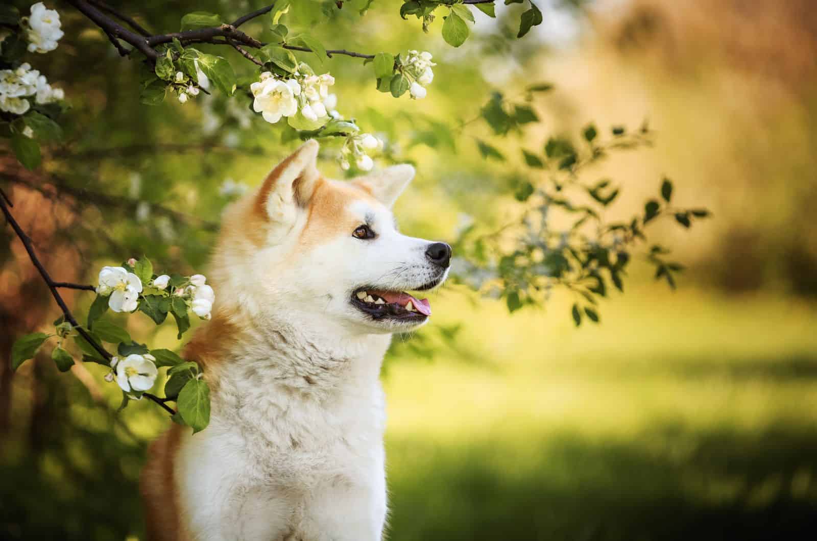 Akita inu perro al aire libre