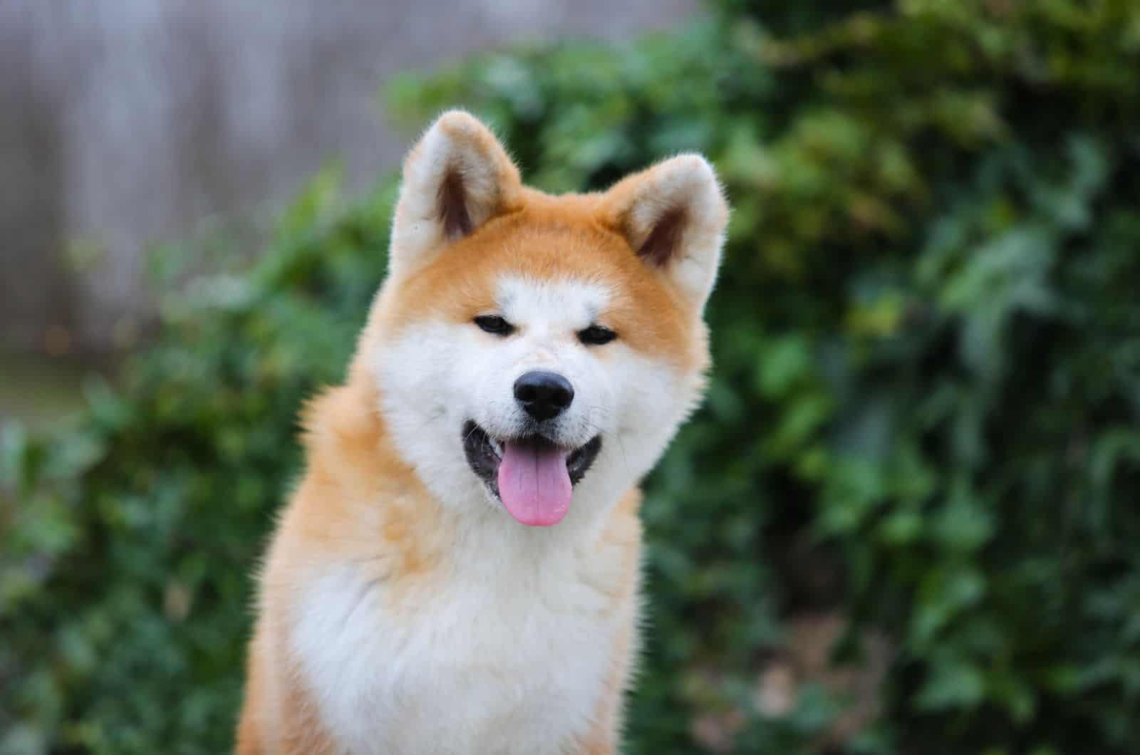 Akita inu en la naturaleza de pie