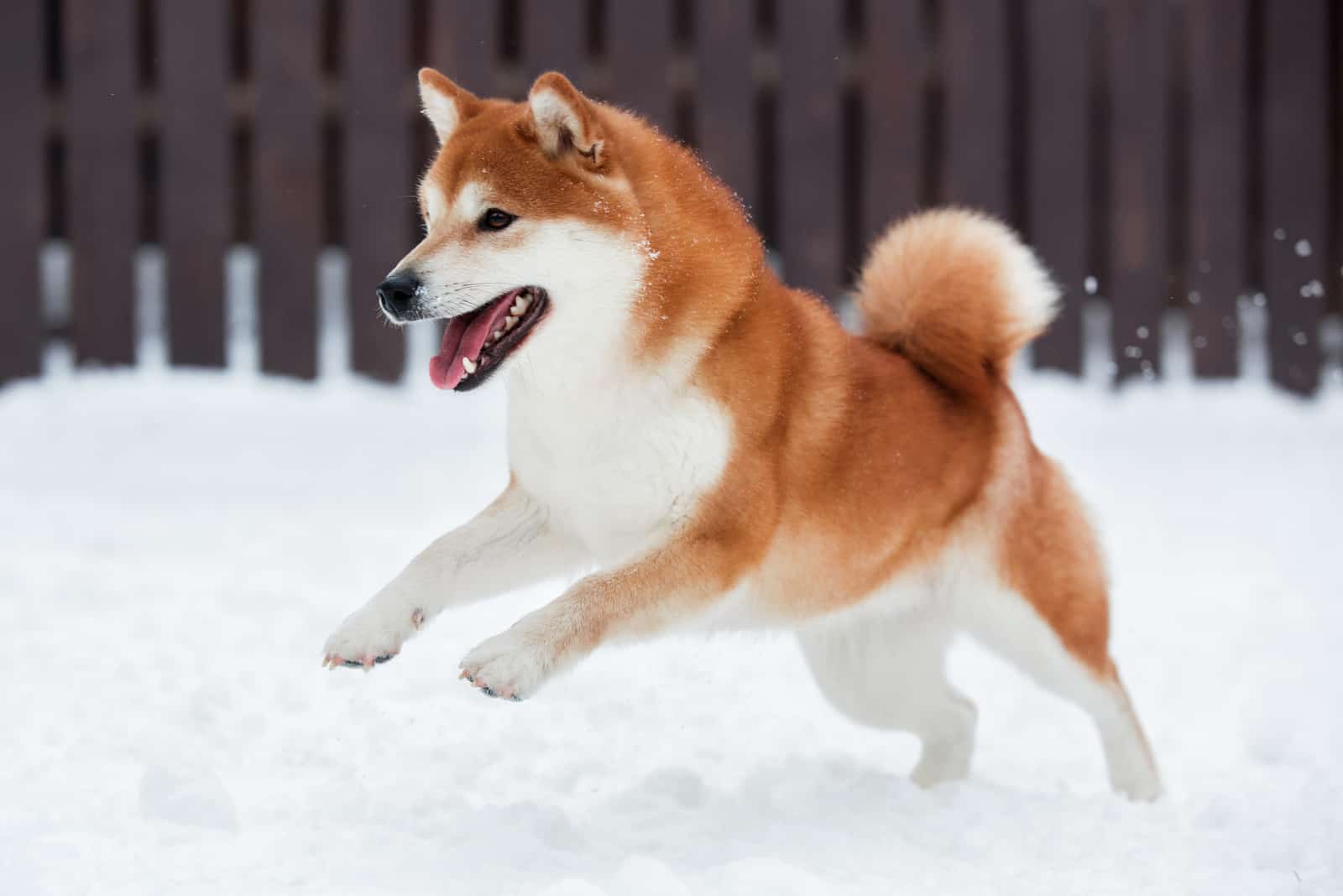 Akita jugando en la nieve