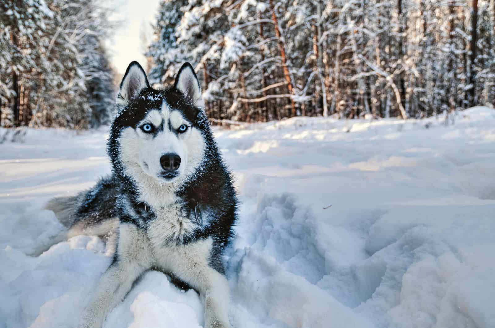 Husky de Alaska