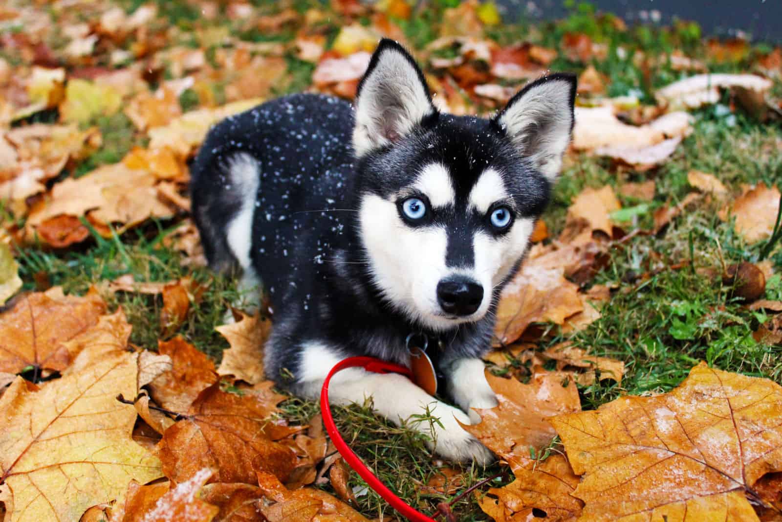 Alaskan Klee Kai en la Nieve
