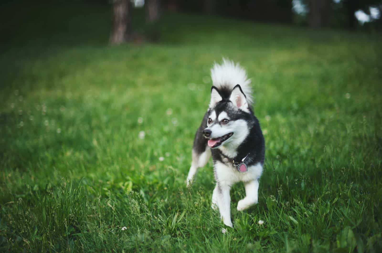 Alaskan Klee Kai de pie sobre el césped