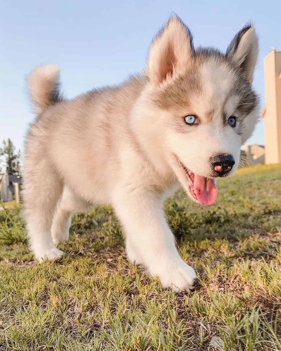 Perro Malamute de Alaska