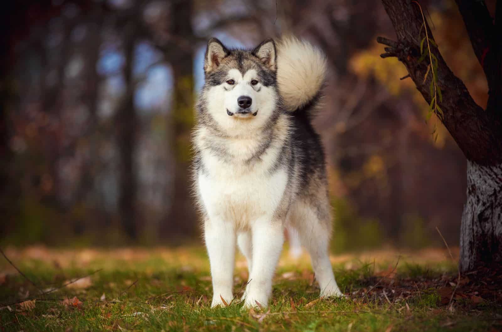 Alaskan Malamute de pie afuera