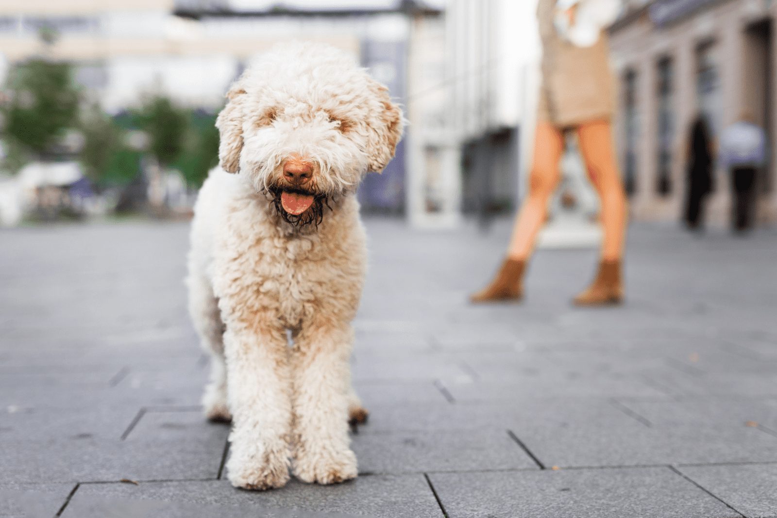 Lagotto Romagnolo albino está de pie y mirando a la cámara