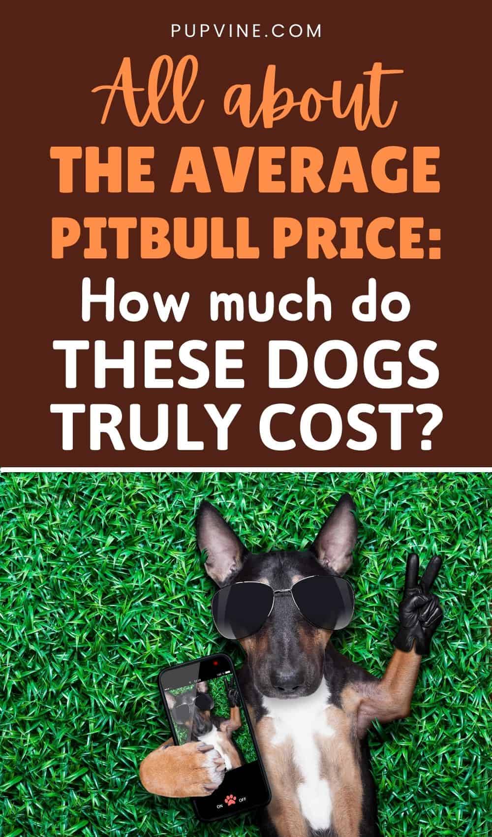 Todo sobre el Precio Promedio del Pitbull Cuánto Cuestan Realmente Estos Perros