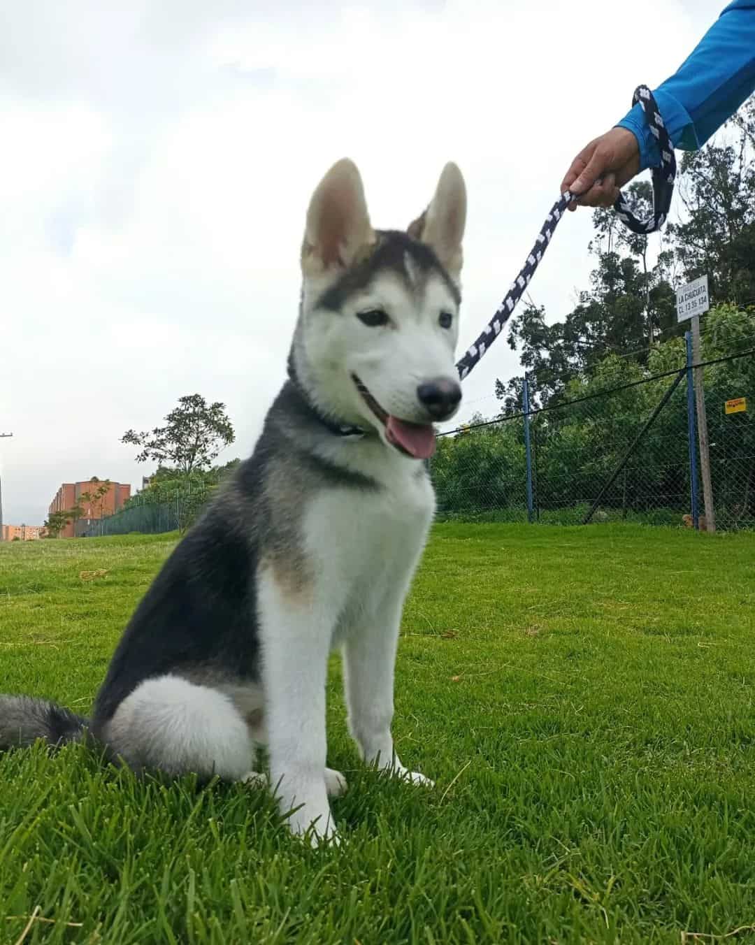 Perro Alusky en el pasto