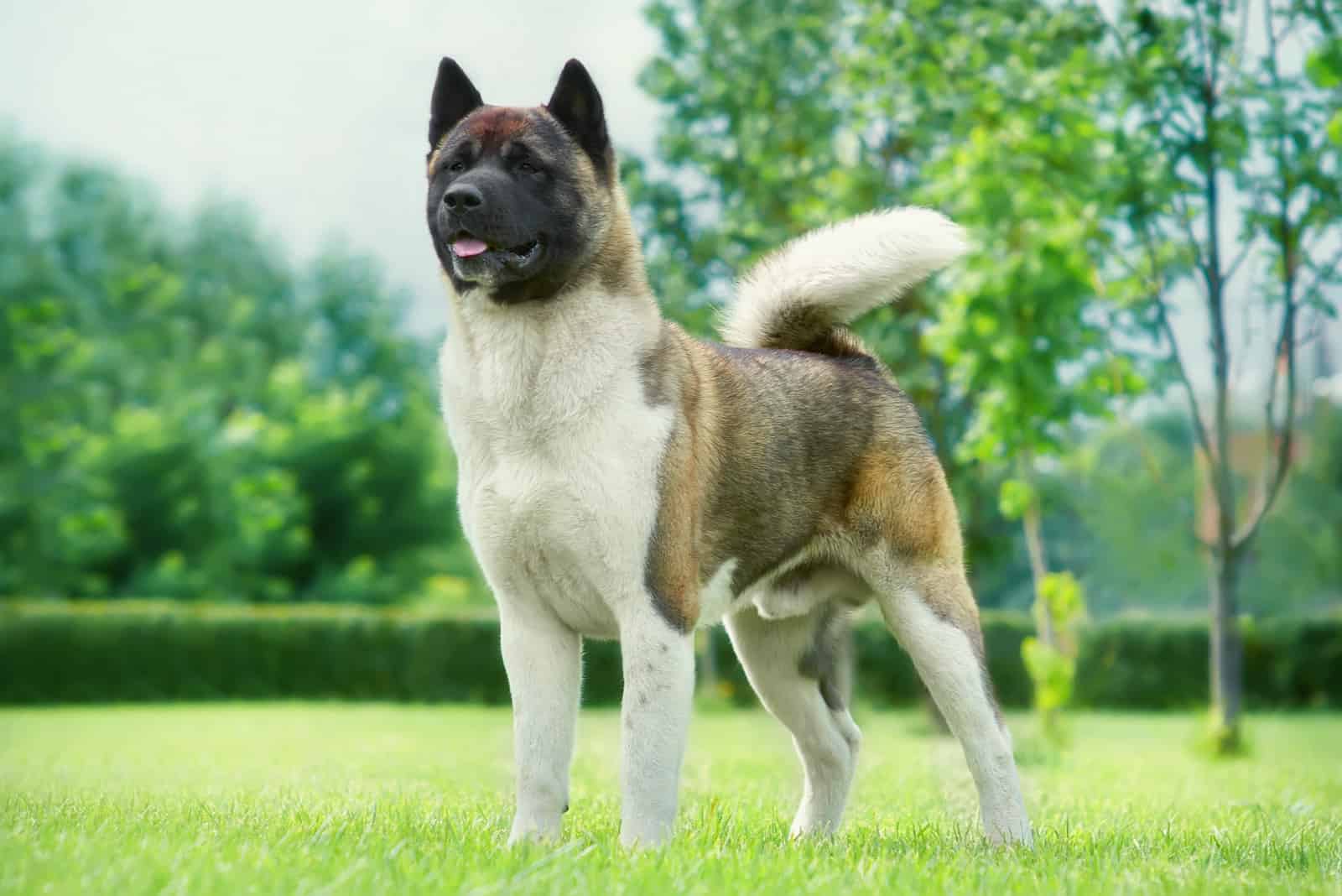 Akita americano en el jardín sobre el césped verde