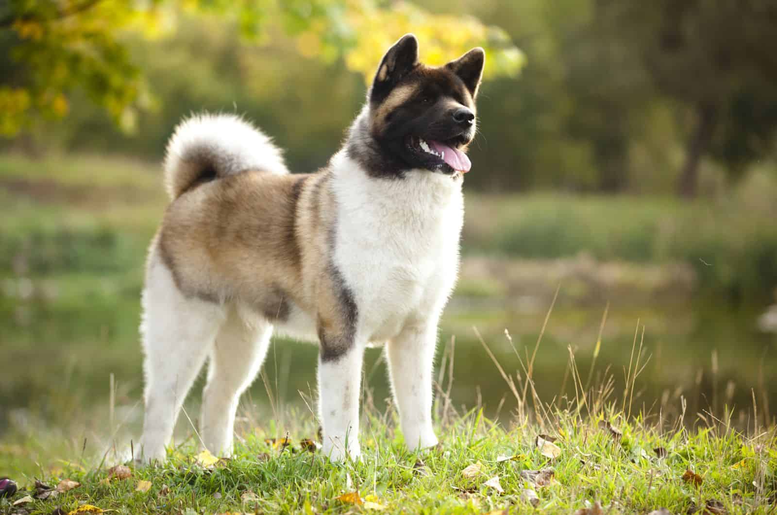 Akita Americano