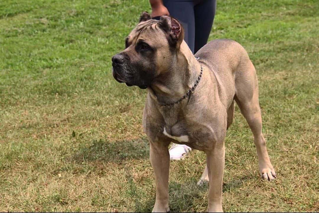 Bandogge americano