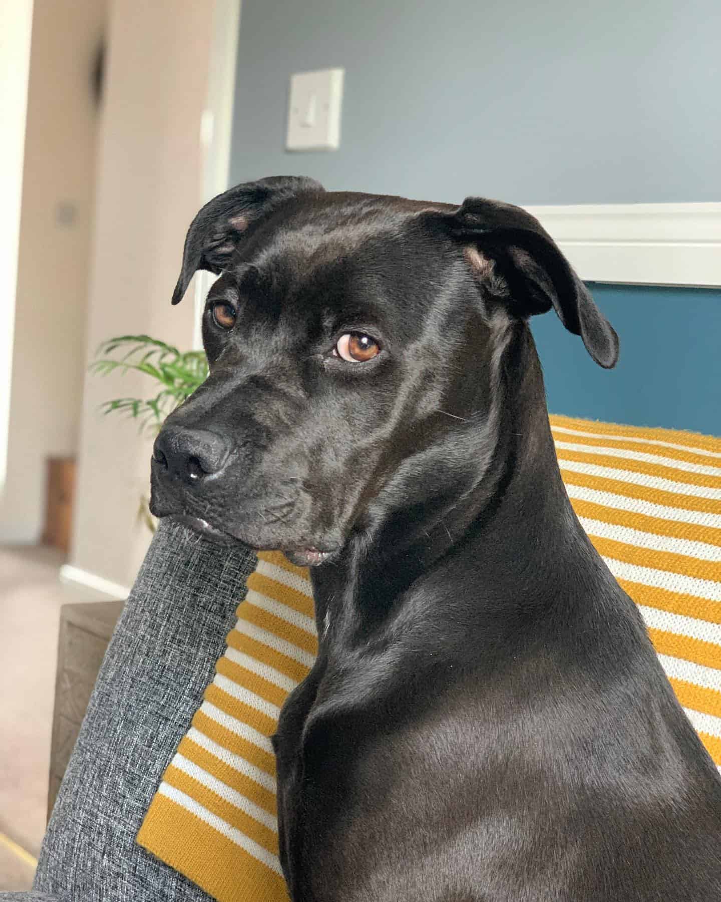 Perro American Bullador
