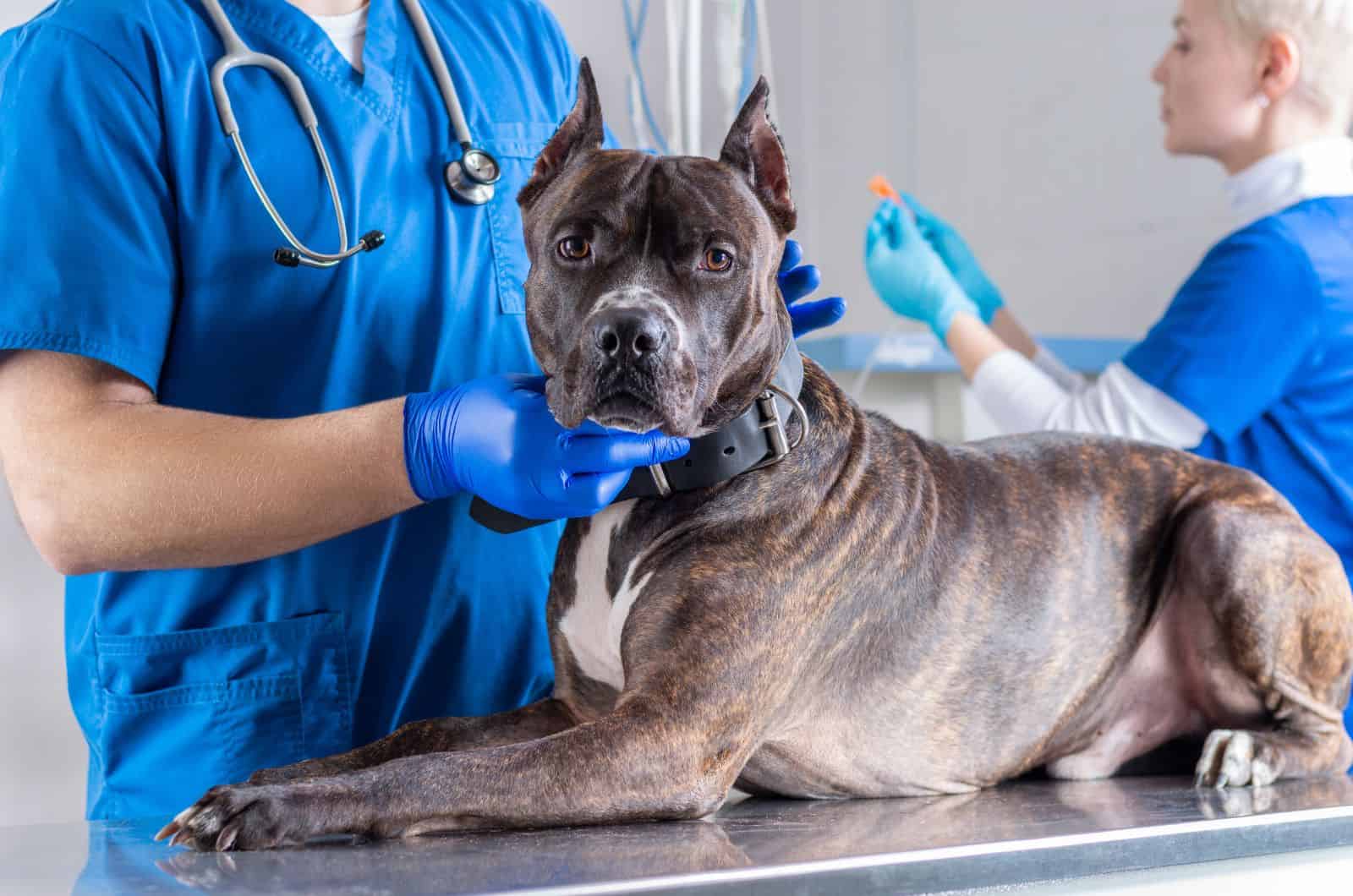 American Bulldog Pitbull Mix en el veterinario