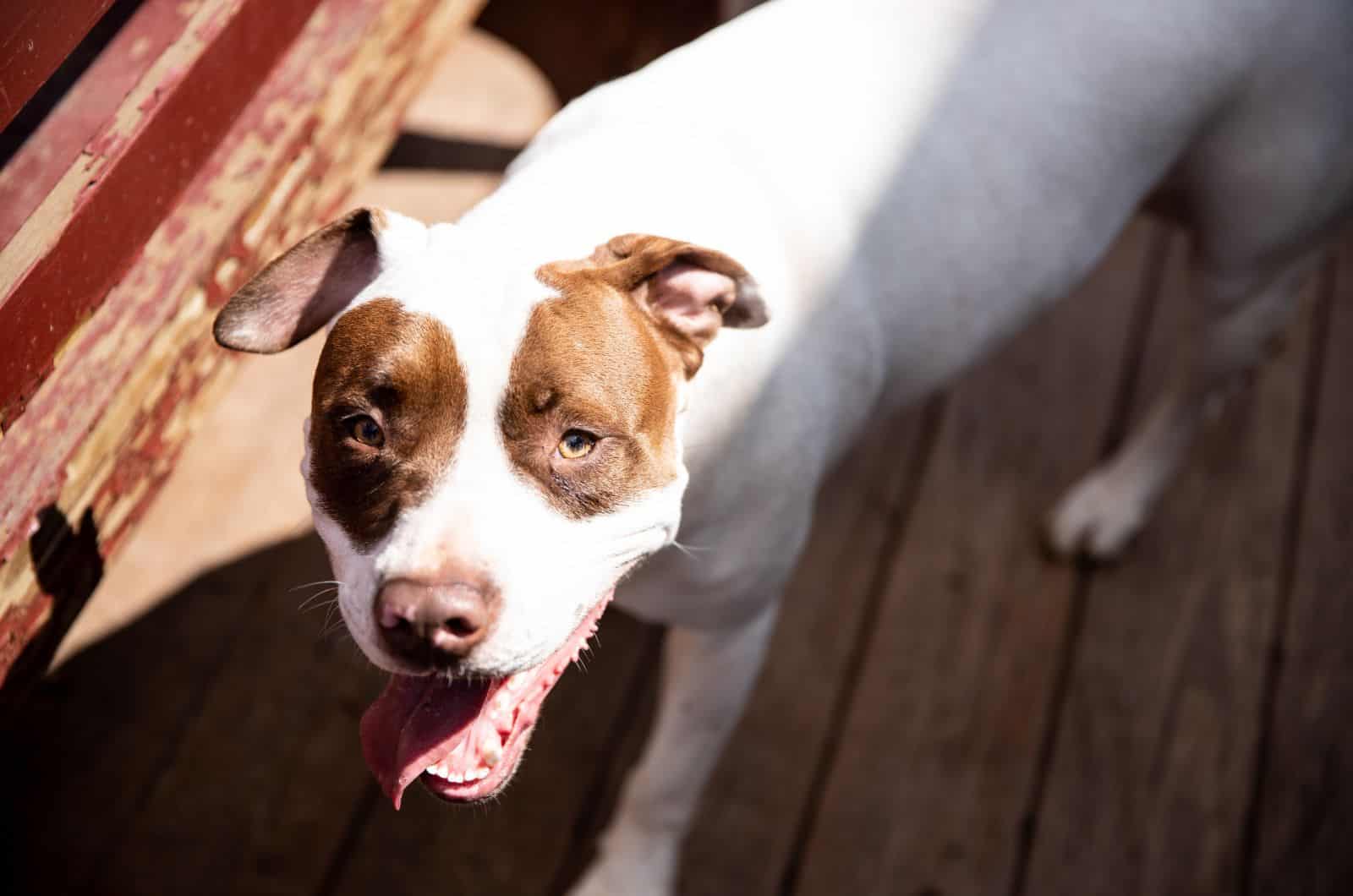 Cruce de American Bulldog Pitbull mirando hacia arriba