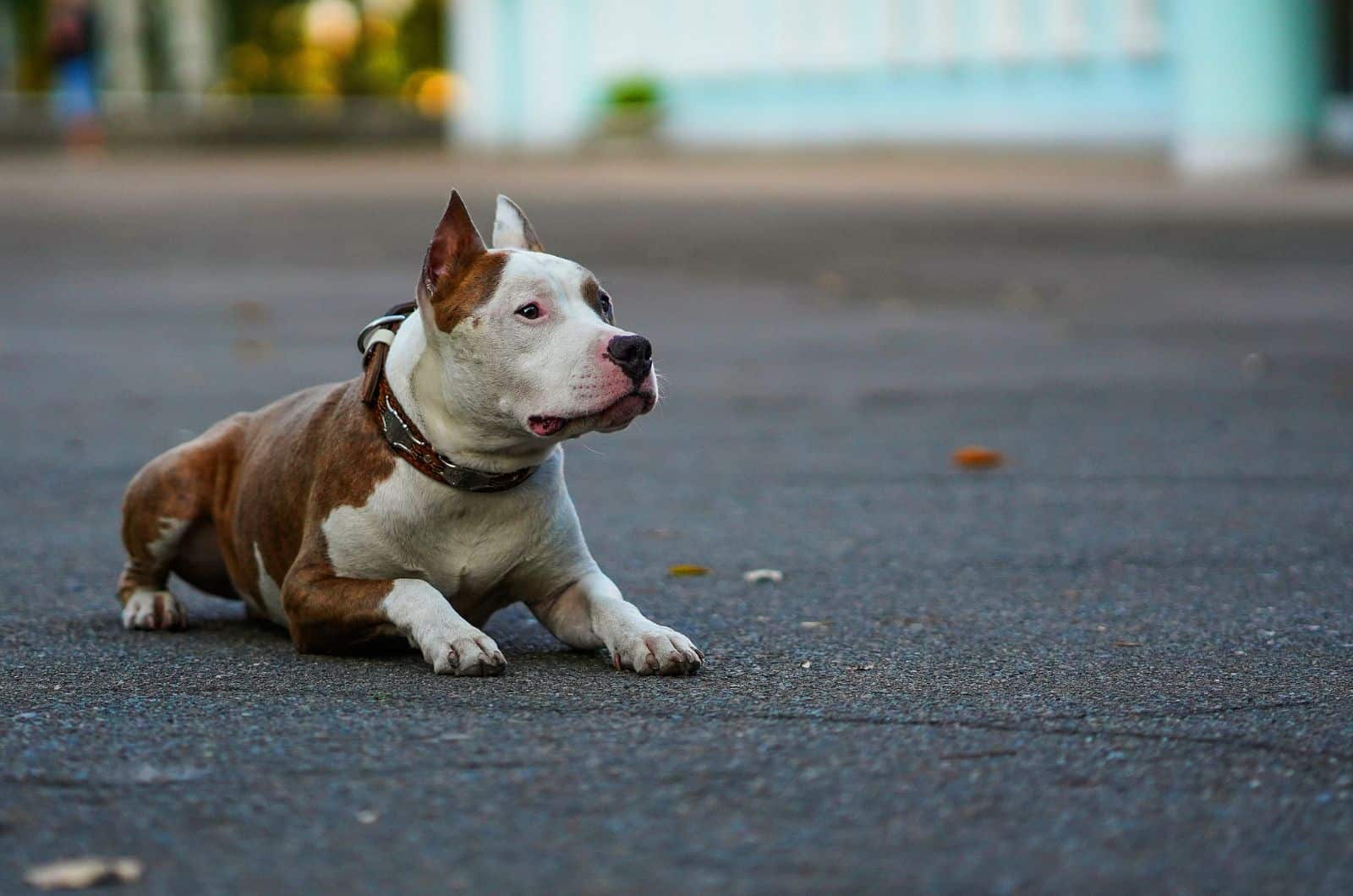 Cruce de American Bulldog Pitbull tumbado en la calle