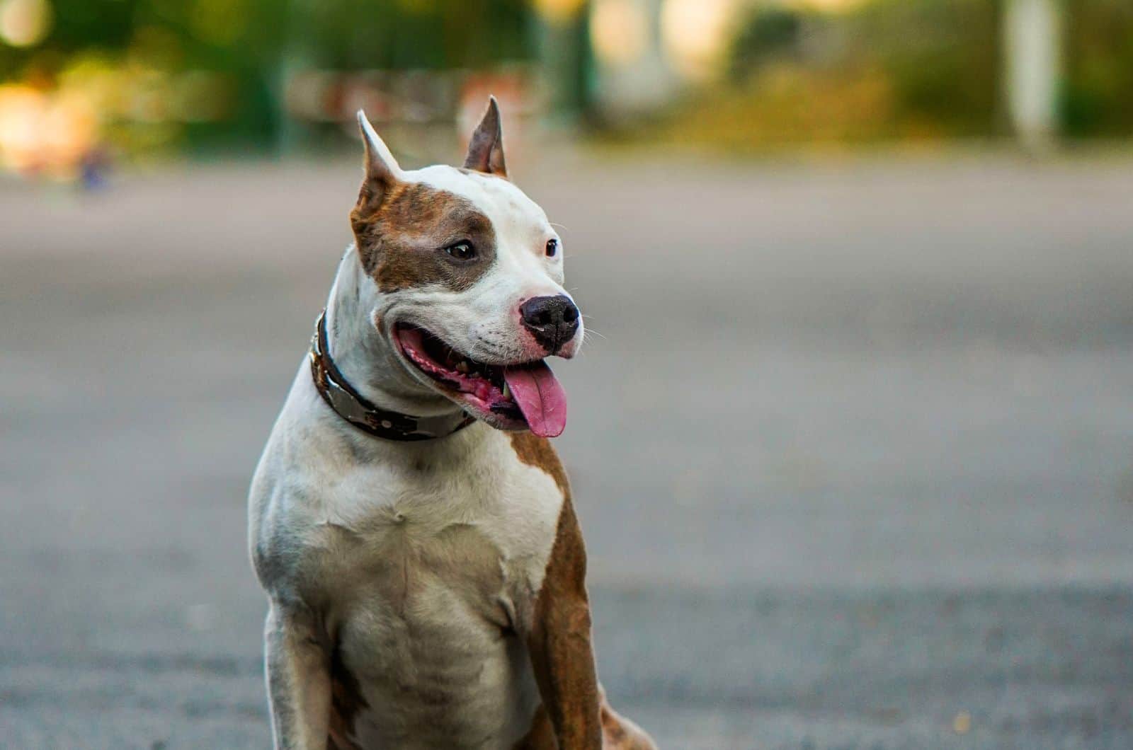 Cruce de American Bulldog Pitbull posando para foto