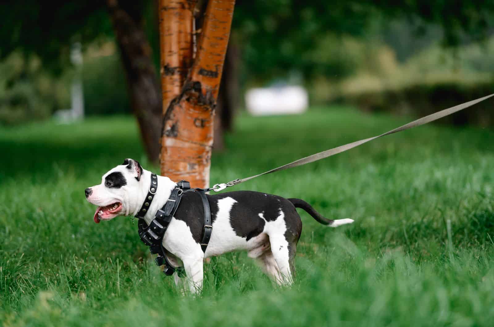 Cruce de American Bulldog Pitbull de pie en el césped