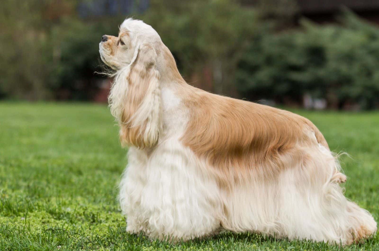 Perro Cocker Spaniel Americano