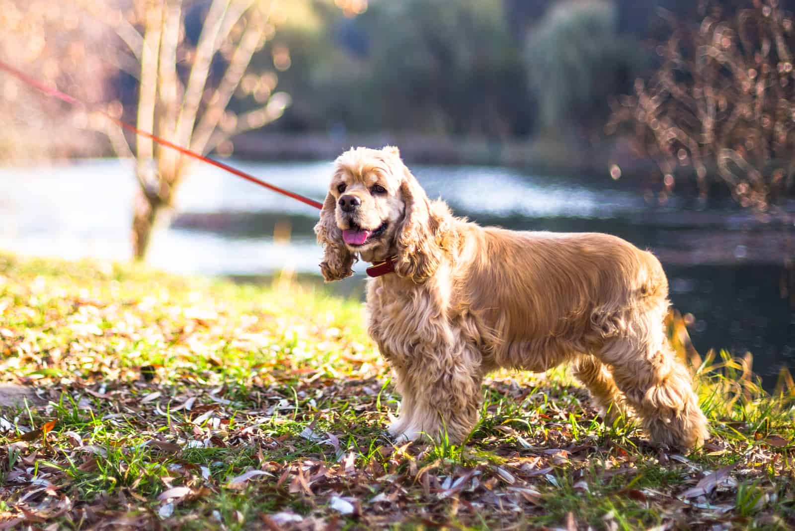 Cocker Spaniel Americano de pie cerca del lago
