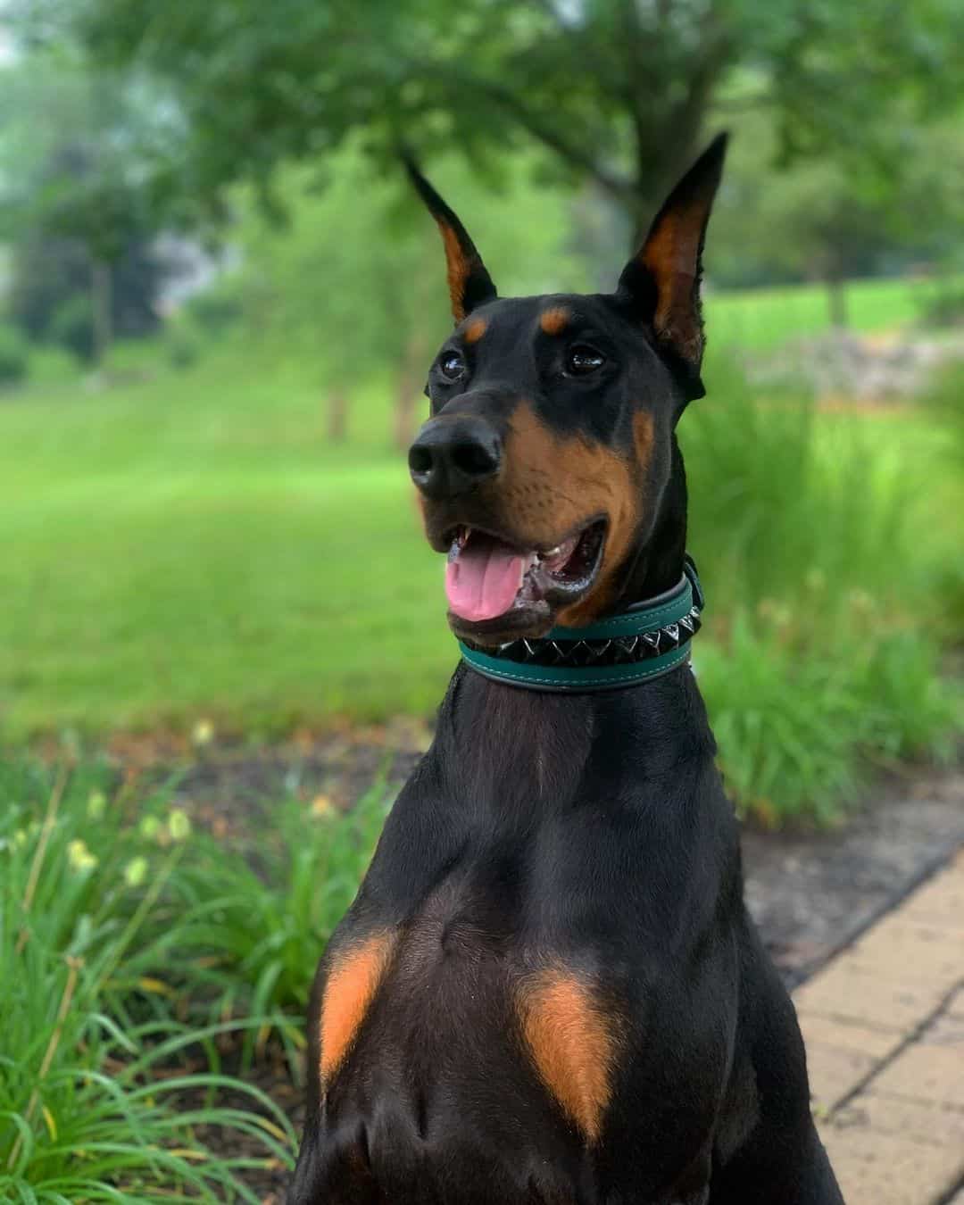 perro Doberman Americano