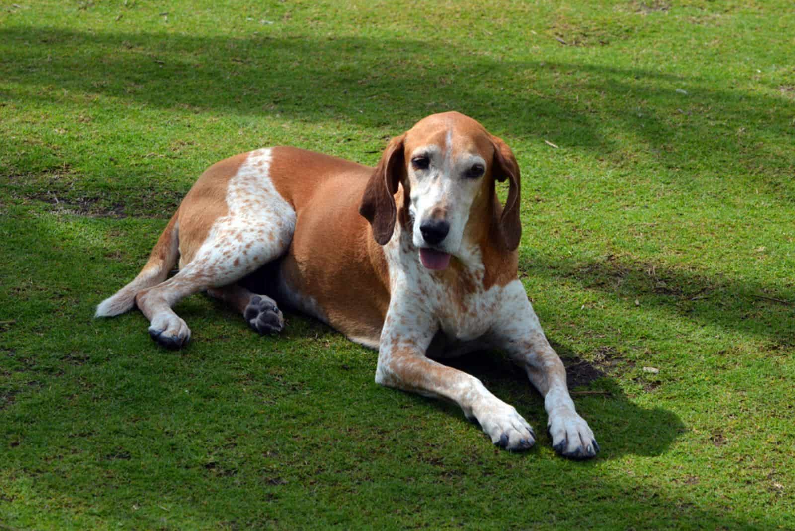 Coonhound Inglés Americano