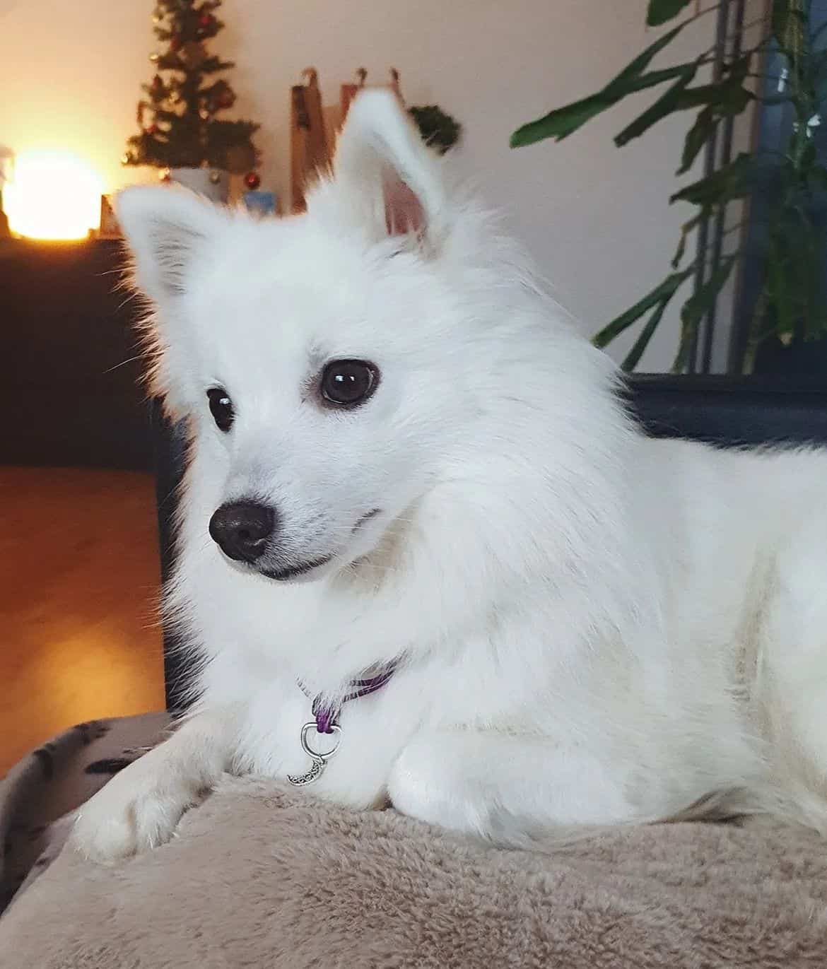Perro Esquimal Americano