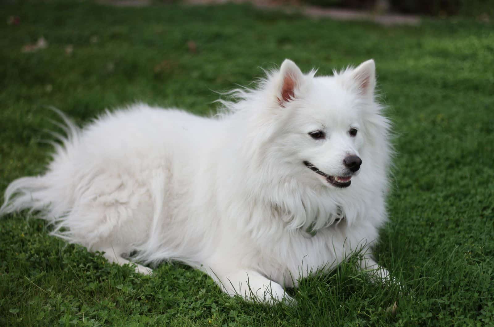 Perro Esquimal Americano