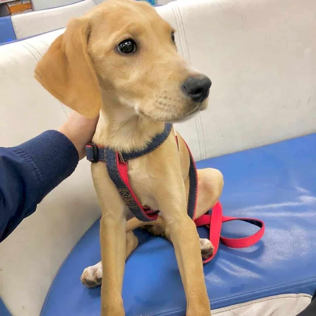 Perro American Gointer