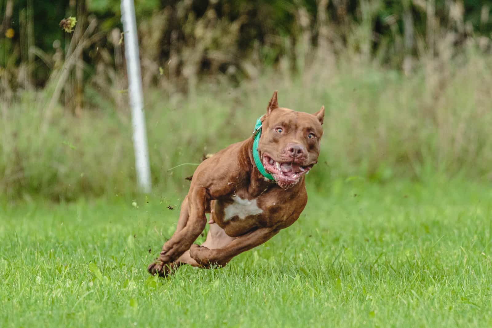 American Pit Bull Terrier corriendo en el campo