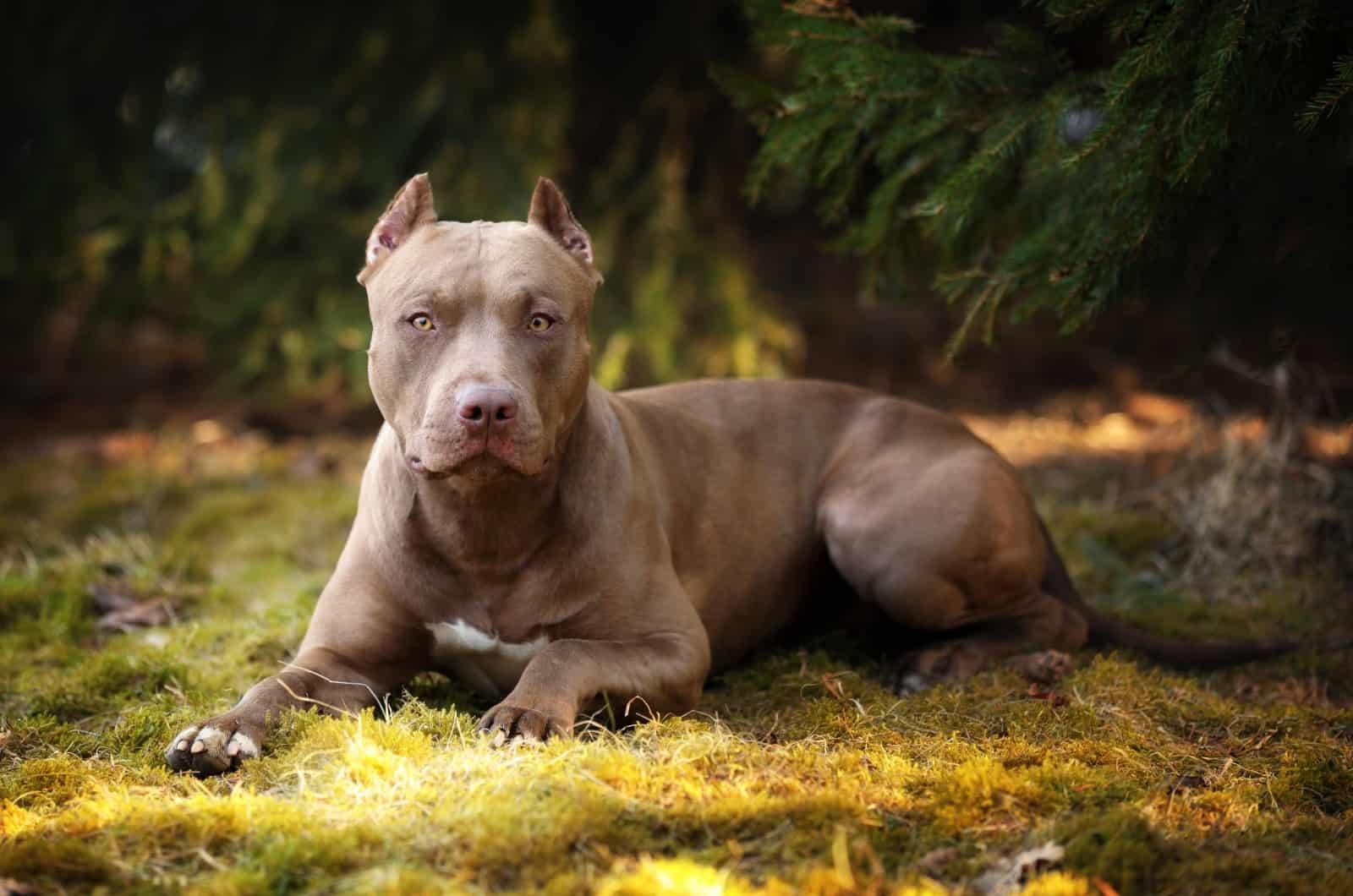 American Pitbull Terrier sentado afuera