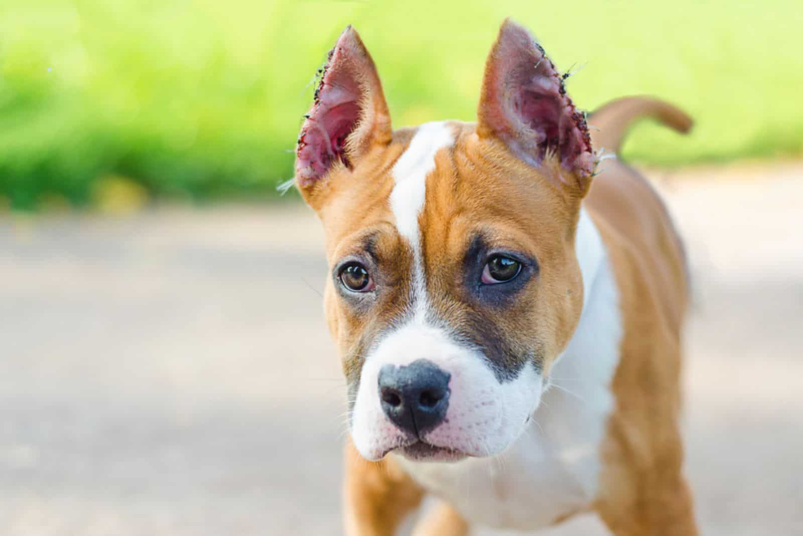  American Staffordshire Terrier con orejas cortadas