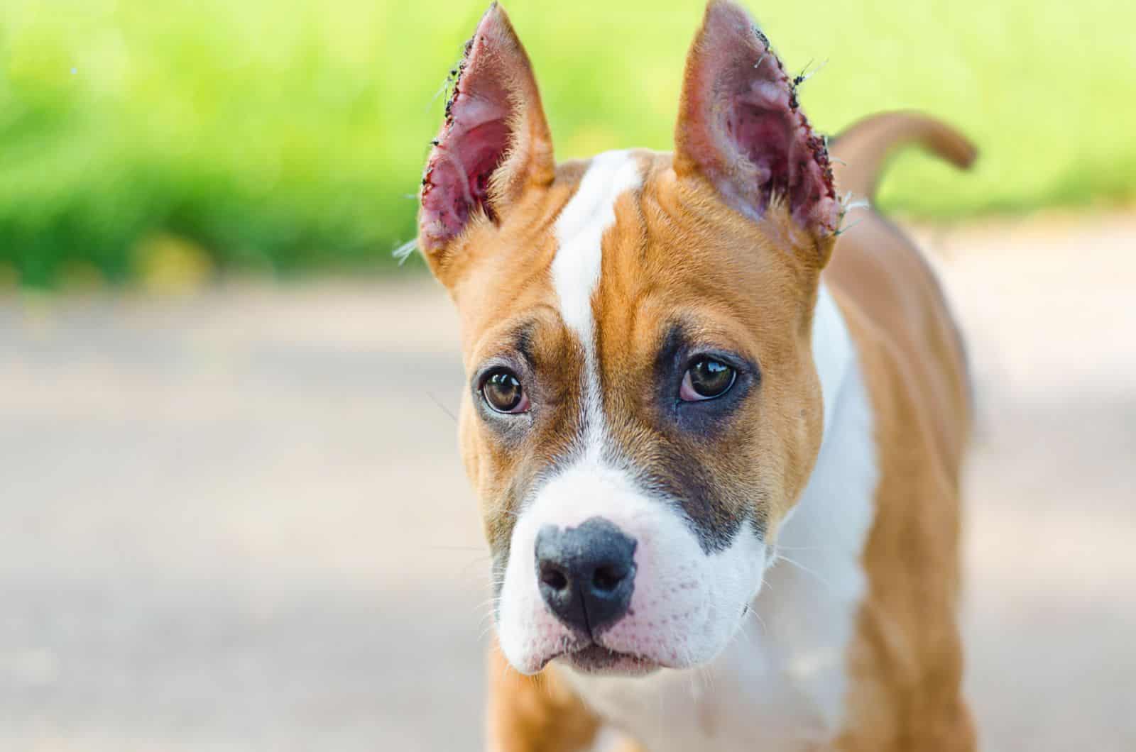 American Staffordshire Terrier con orejas cortadas