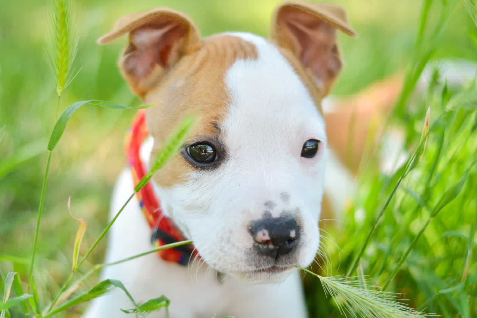 cachorro American Staffordshire Terrier masticando césped