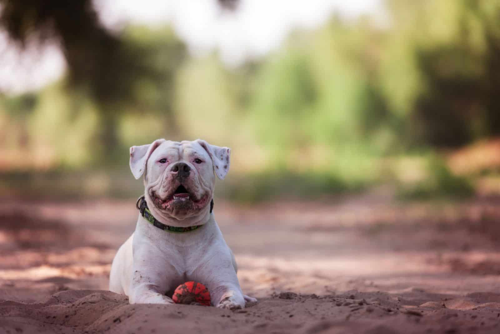 Bulldog americano acostado en la arena con la pelota