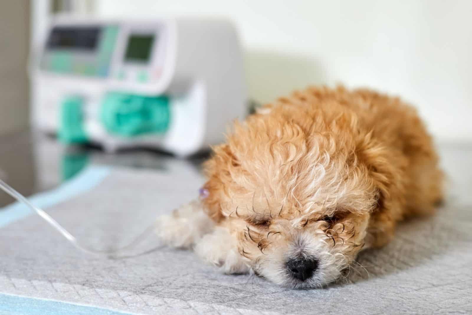 Un cachorro maltipoo enfermo yace en una mesa de una clínica veterinaria