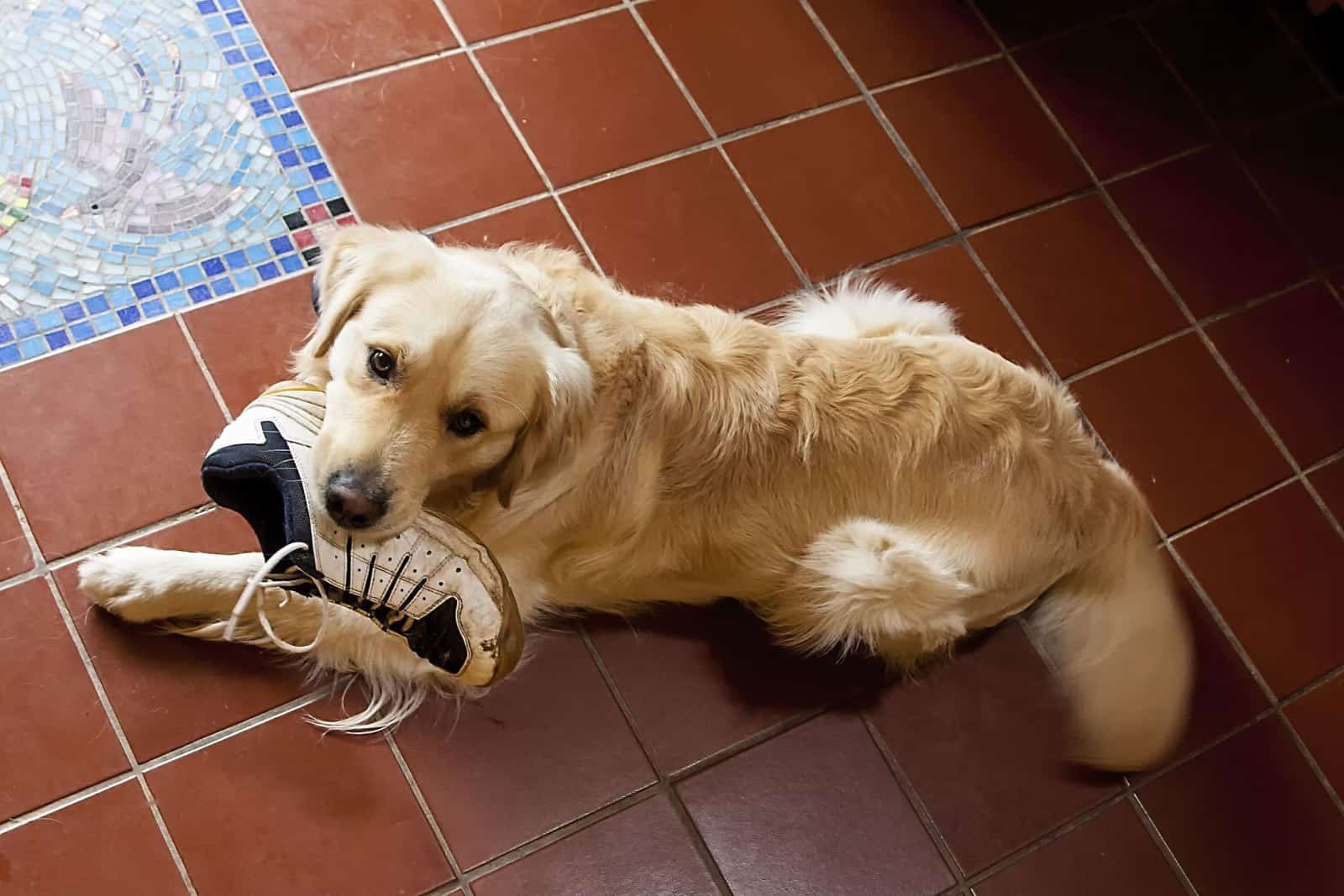 Imagen aérea de un golden retriever sosteniendo una bota en su boca