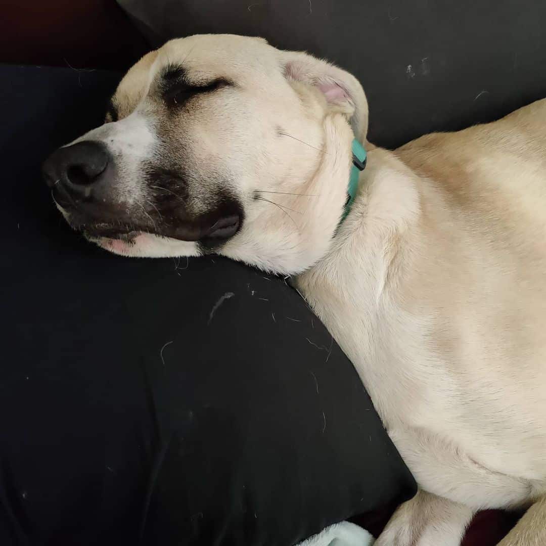 Mezcla de Pastor de Anatolia y Labrador está durmiendo
