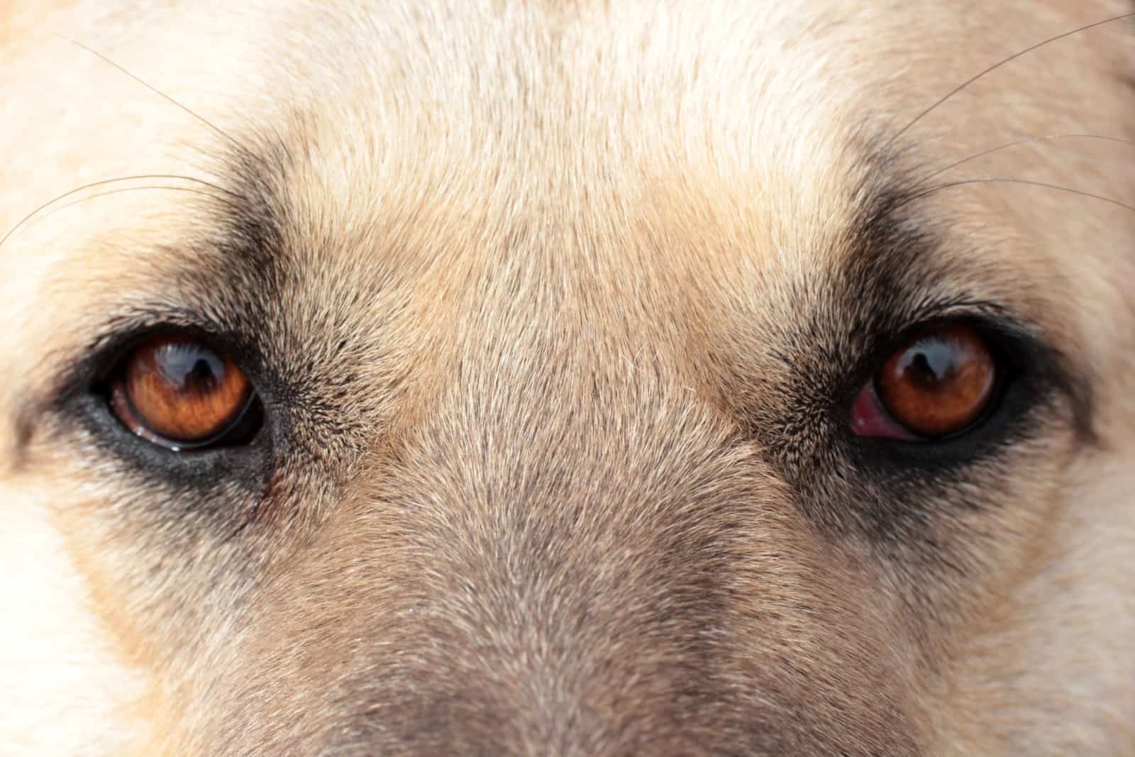 Ojos del Pastor de Anatolia