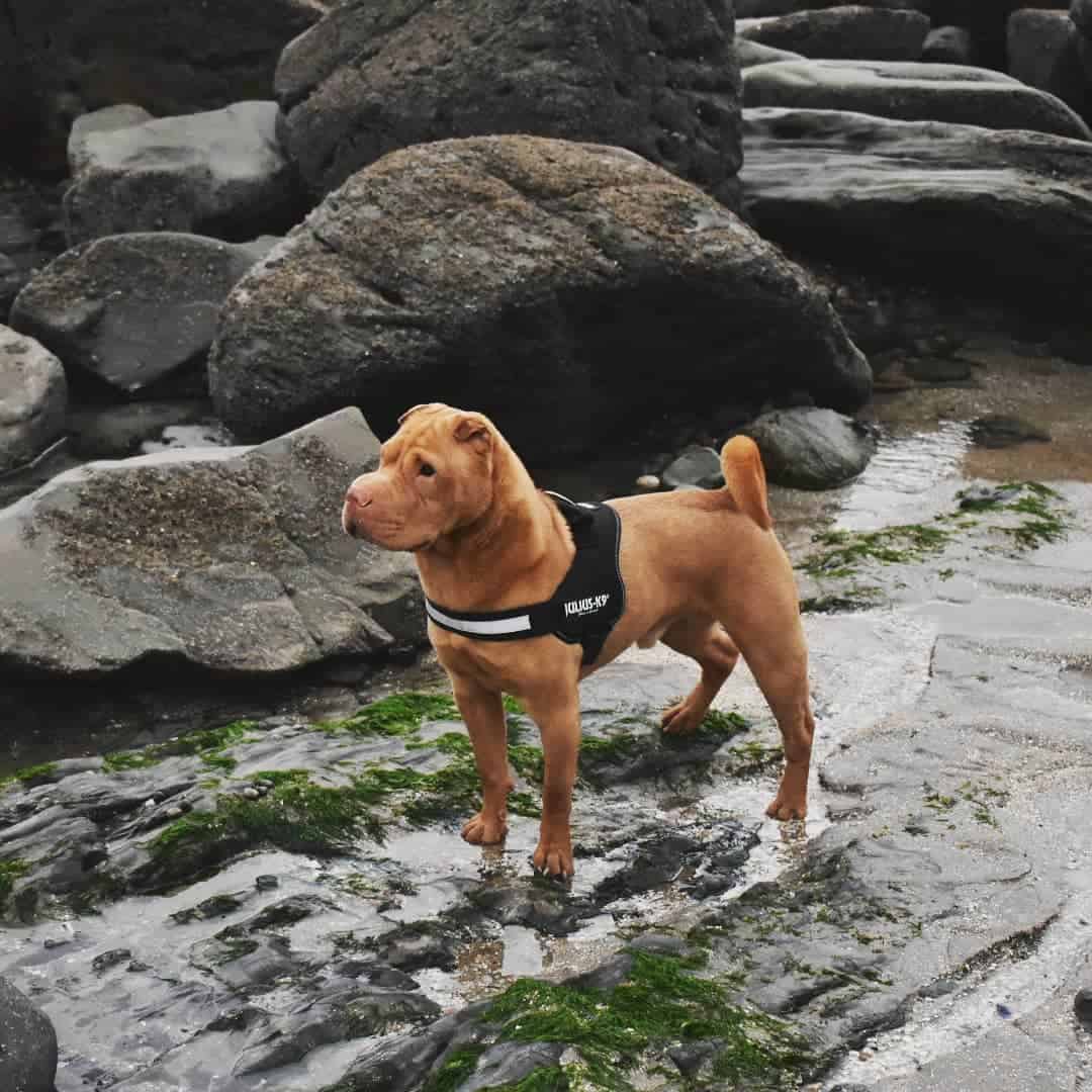 Shar-Pei Dilución de Albaricoque