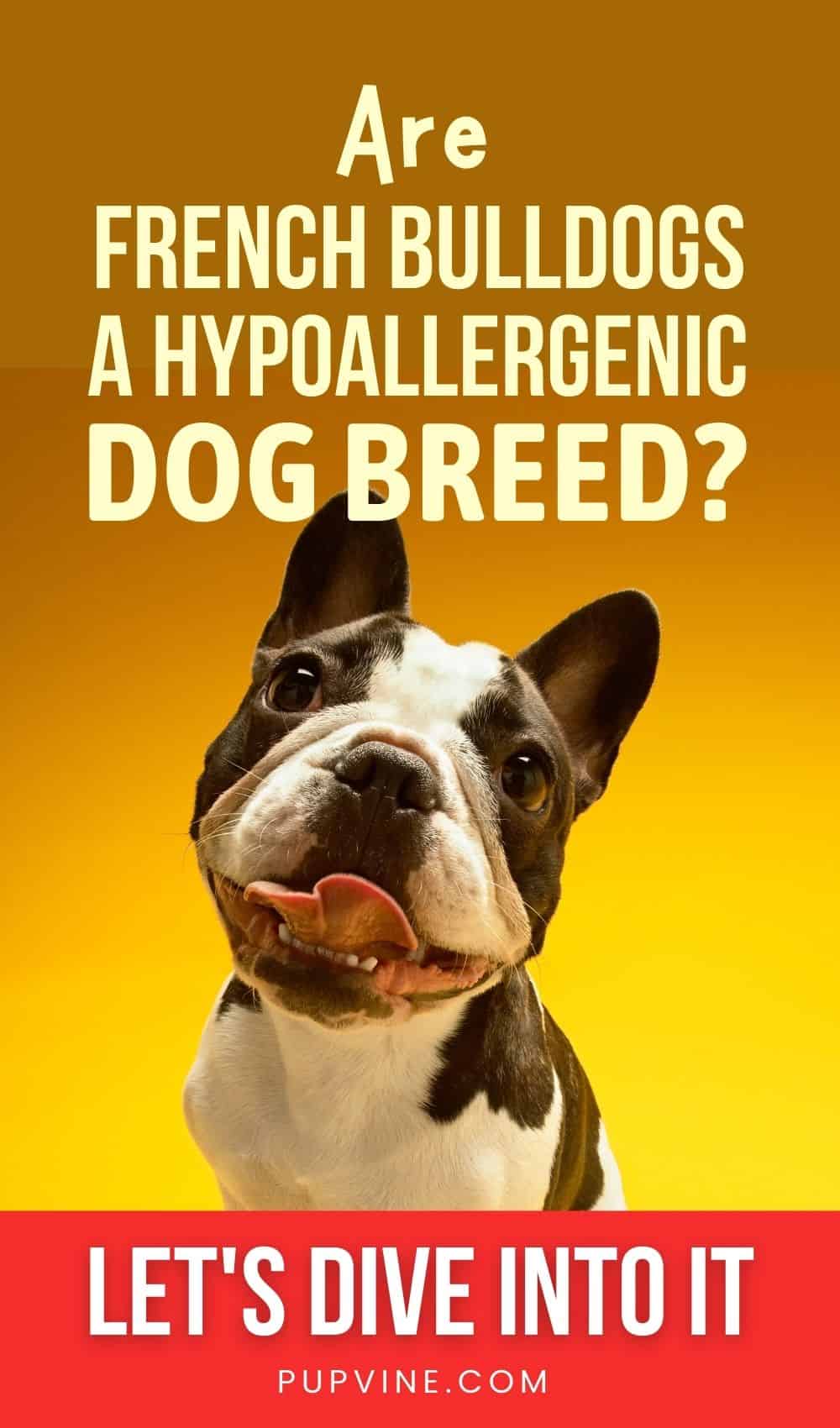 ¿Son los Bulldogs Franceses una raza de perro hipoalergénica? ¡Vamos a profundizar en ello!